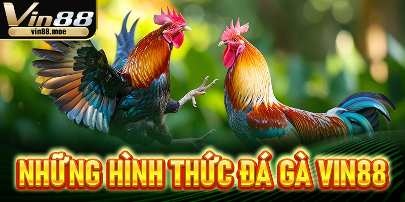 Những hình thức đá gà Vin88 sôi động, cuốn hút